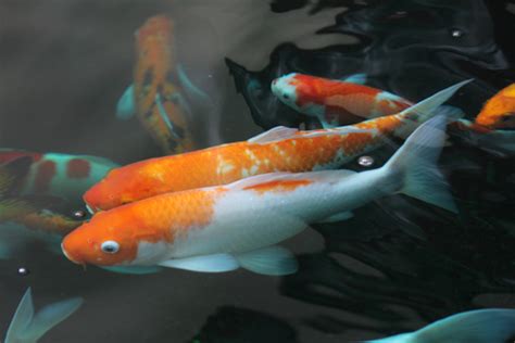Koi Vs Goldfish Size Feeding And Lifespan Differences Comparison