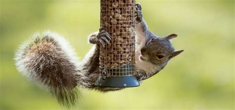 4 Types Of Squirrels That Live In Nova Scotia 2024 Bird Watching Hq