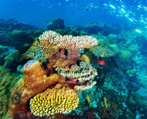 Beautiful Marine Life Stock Image Image Of Diving Nature