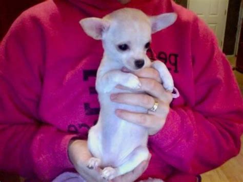 Contact oregon chihuahua breeders near you using our free find chihuahua puppies and dogs for adoption today! Cute Chihuahua puppies for Sale in Lafayette, Oregon ...