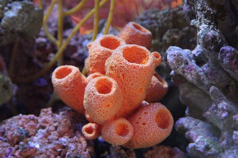 Phylum Porifera Features Characteristics Classificati