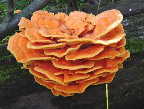 Chicken Of The Woodssulphur Shelf Laetiporus Sulphureus Mushroom