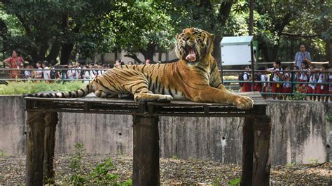 Man Mauled To Death By Tigress At Ranchi Zoo Why Zoos Are Places To Be