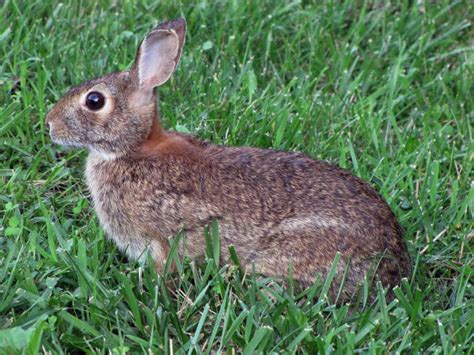 First Generation Of Cottontail Rabbits Being Born In Manistee County