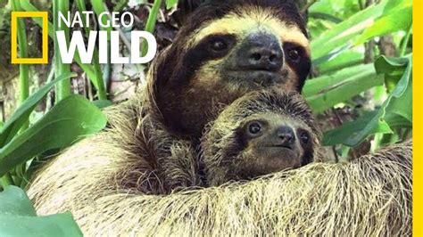 Baby Sloth And Mom Reunited Using Audio Recording Nat Geo Wild Youtube
