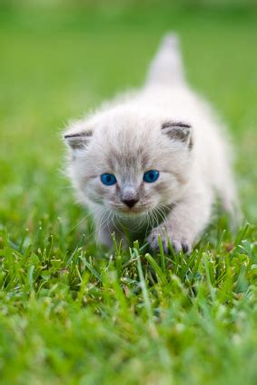 After being born, kittens display primary altriciality and are totally dependent on their mother for survival. KITTENS | DINE®