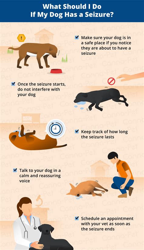 How Long Do Dog Seizures Last? | Canna-Pet