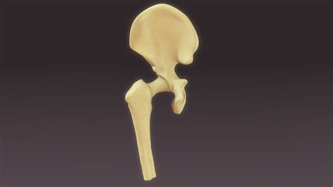 3d Model Bone Marrow
