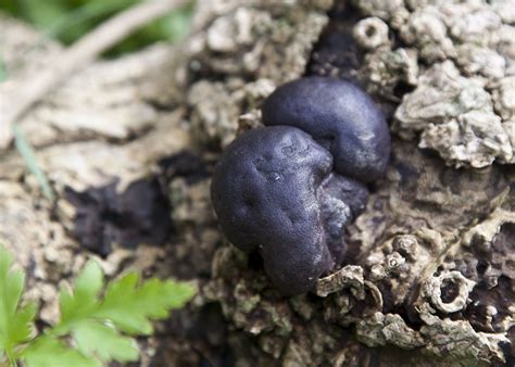 The best black fungus recipes on yummly | buddha's delight, ginger chicken with black fungus, black fungus and onion salad. Black Fungus - King Alfred's Cake | Cornwall Guide