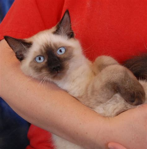 Aladdin An Adorable Siamese Kitten For Adoption What Are His Three