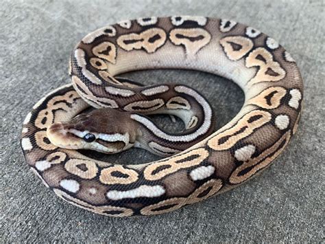 Pewter Ball Pythons For Sale Snakes At Sunset Riset