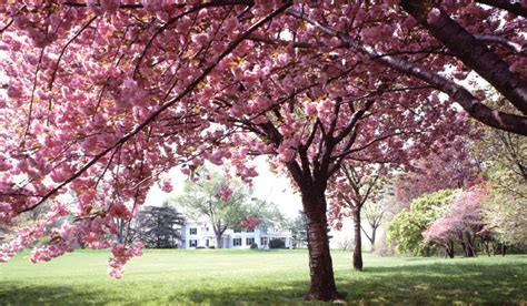 Jan 10, 2019 · pink flowers are among the most commonly seen in any garden﻿—and for good reason! Mahoney's Garden Center | Spring Flowering Trees