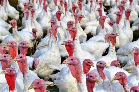 How To Apply Loan For Poultry Farming A To Z About Poultry Farming