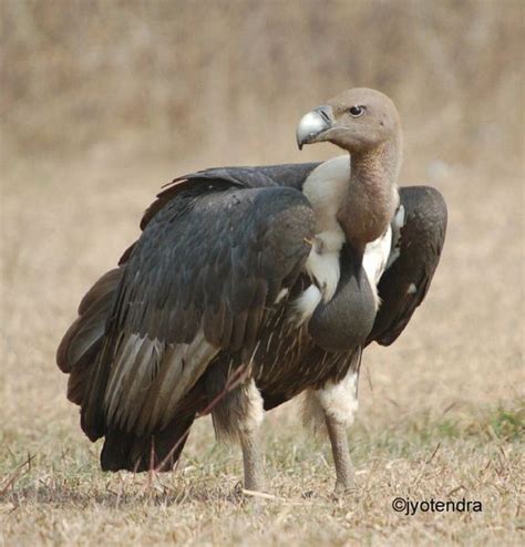 Oriental Bird Club Image Database White Rumped Vulture Gyps Bengalensis