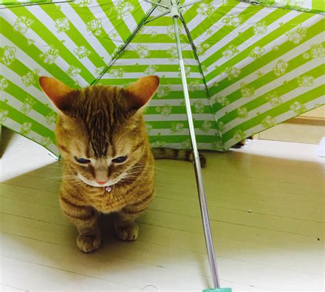 (idiomatic) tiny, not enough room to swing a cat; 梅雨が始まる前に…雨の日グッズをゲットしよう♪猫モチーフ ...