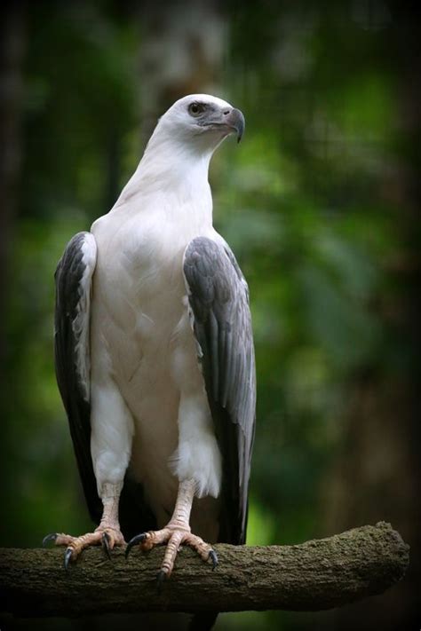 White Bellied Sea Eagle Photo By Vicneswaran Kuppusamy — National
