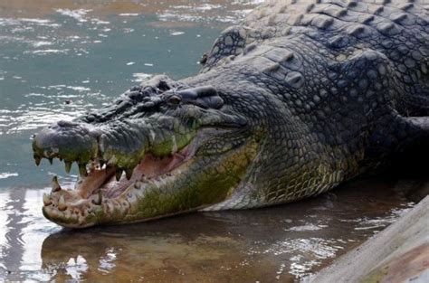 Murky Future For Giant Philippine Crocodiles