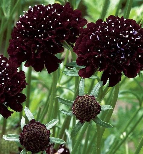 Pincushion Flower Scabiosa Black Knight 40 Seeds Now 50 Extra Seeds