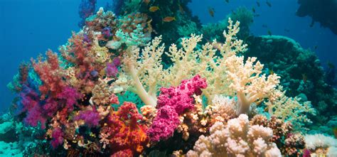 Southern Corals Under Threat Financial Tribune