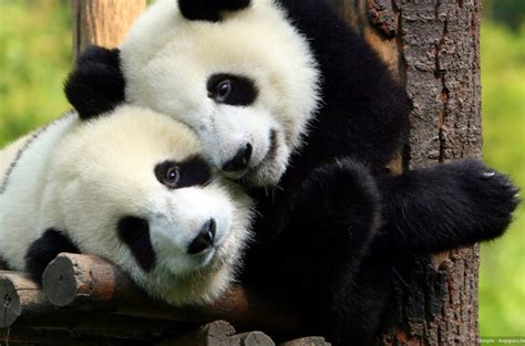 Panda Gigante Sale De La Lista De Especies En Peligro De Extinción 🐼🇨🇳