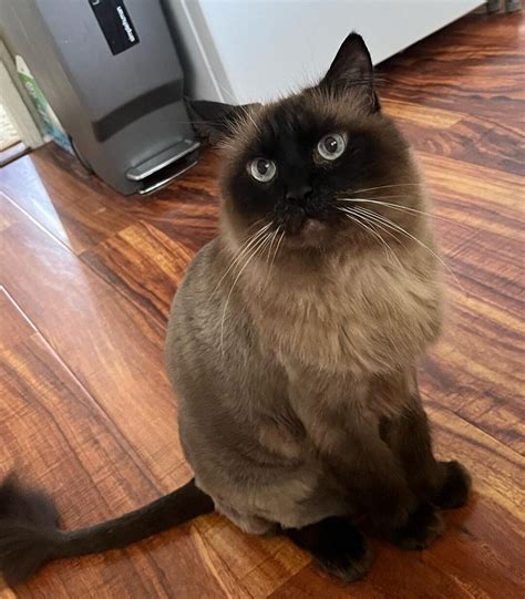 Balinese Long Haired Siamese Cat For Adoption In Honolulu Hawaii
