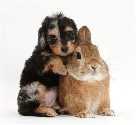 Puppy And Rabbit Photograph By Mark Taylor Fine Art America