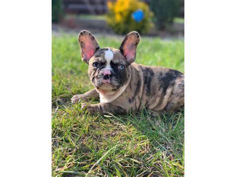 9 Weeks Old French Bulldog Puppies For Sale New York Puppies For Sale