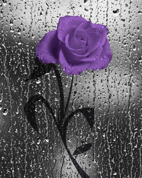 From the romanticism of roses to the cheer of daisies, all flowers can brighten moods and evoke a variety of feelings and emotions. Purple Rose Flower Raindrops Bathrom Purple Wall Art Home ...