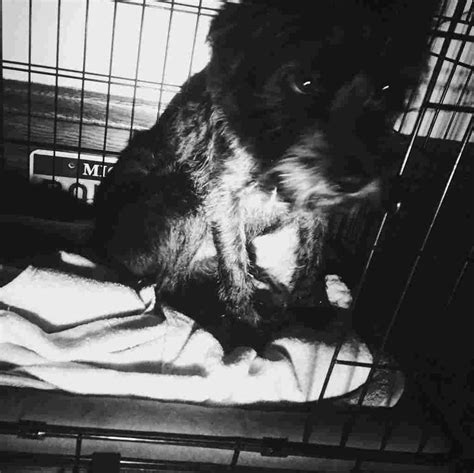 Start your mouser out in a cage or crate. Should I crate my dog at night? - crate training center