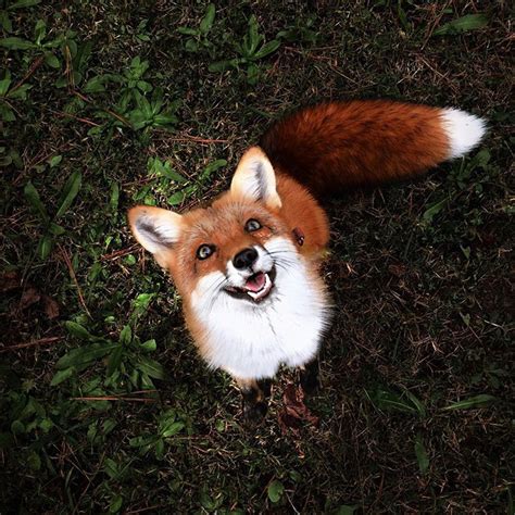 Meet Juniper The Cutest Pet Fox In The World