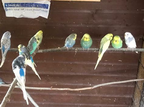 Budgies For Sale In Inverness Highland Gumtree
