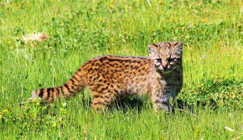 Andean cats can be found on the dry, rocky slopes of the andes mountains in south america. Kodkod - a rare species of wild cat | Rare cat breeds ...