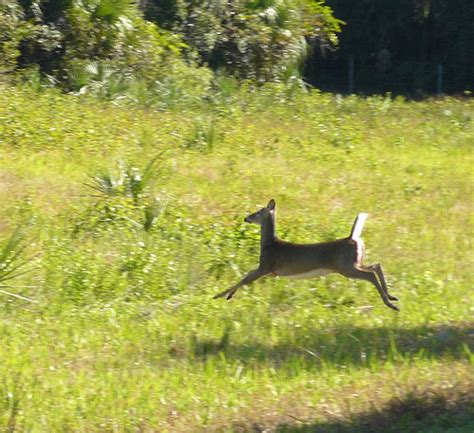 White Tailed Deer Florida White Tailed Deer Paynes Prairi Flickr
