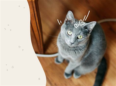 Russian Blue Cat Breed Profile