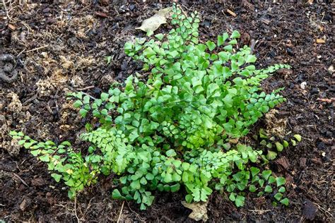 10 Ferns For Zone 6 Plantglossary