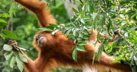 Tour Degli Oranghi Trekking Nella Giungla A Sumatra Getyourguide