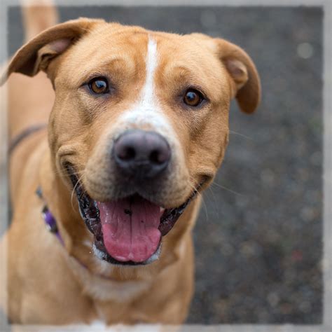 A mix of a labrador retriever and the pitbull terrier, the labrabull is a relatively new dog on the crossbreed block and mixes the distinct characteristics of its parent breeds. Shelter Dogs of Portland: "SEBASTIAN" active playful ...