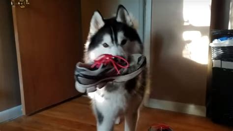 Husky Argues About Stealing Shoe Then Reluctantly Brings It Back Youtube