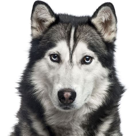 Husky Siberiano Carácter Características Educación Y Información