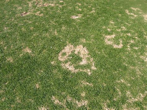 Xtremehorticulture Of The Desert Summer Brown Dead Spots On Lawns