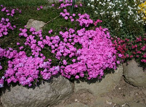 Der teppichphlox bedeckt dabei nicht nur gleichmäßig und schnell den boden. Teppich-Flammenblume 'Crackerjack' - Phlox douglasii ...