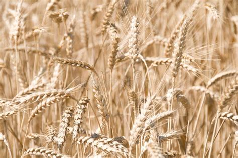 Barley Crop Field In Hedmark County Norway Europe Stock Photo Image