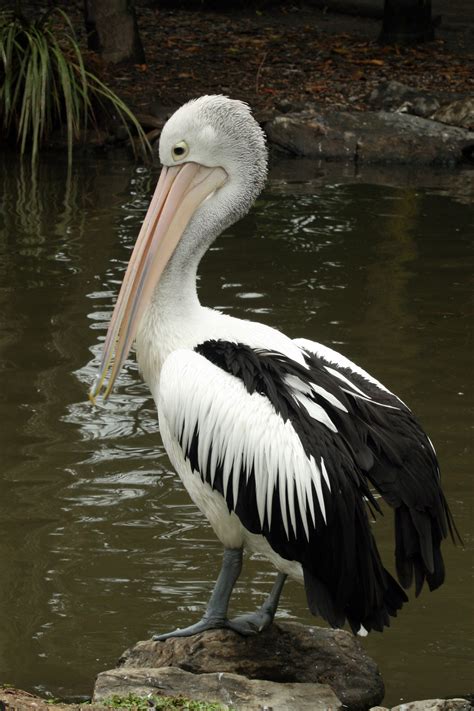 At wild birds unlimited, we bring people and nature together with bird feeding, nature products, expert advice, and educational events. Australian pelican | New Zealand Birds Online