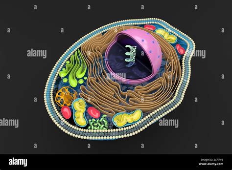 3d Rendering Of The Human Cell Cross Section Detailed Colorful Anatomy