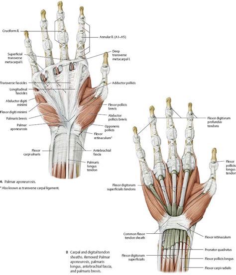 Hand Bone And Tendon Diagram Tendon Anatomy Physiopedia