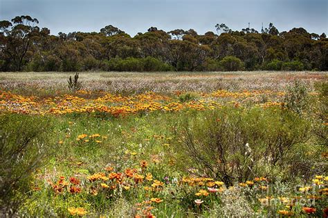 Wildflowers At Flinders Ranges Photograph By Douglas Barnard Fine Art