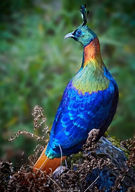 This Beautifully Colourful Pheasant Is The National Bird Of Nepal