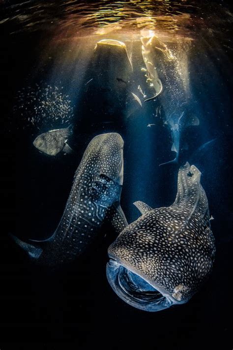 Whale Sharks Create ‘ocean Magic In Winning Photo Of Underwater