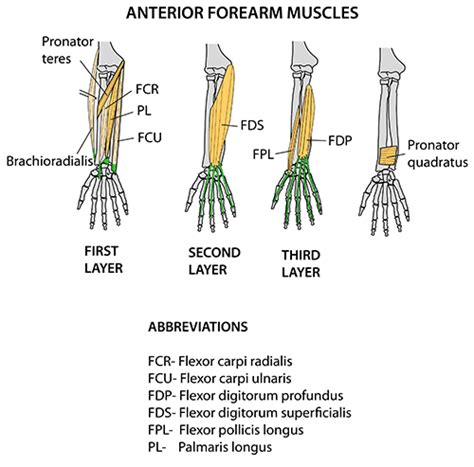 Don't forget to share this picture with others via facebook, twitter, pinterest or other social medias! Instant Anatomy - Upper Limb - Areas/Organs - Forearm ...