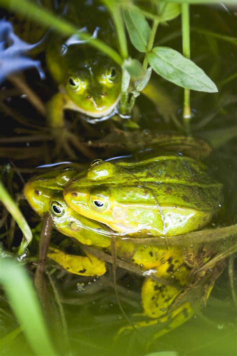 Imagine This Frogs Mating Season Vol5
